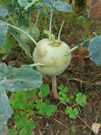 Kohlrabi