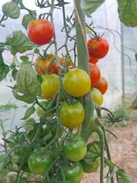 Tomaten